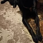 Продам  подружку кане-корсо 