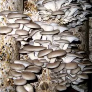 Мицелий (семена) грибов и готовые грибные блоки.