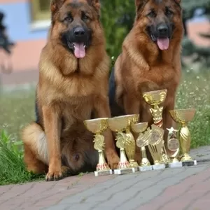 Клубные щенки немецкой овчарки от Чемпиона Украины