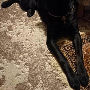 Продам  подружку кане-корсо 