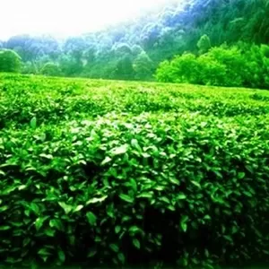 Чай с провинции Анхой (Китай) 