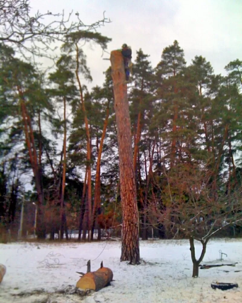 Валка,  обрезка деревьев