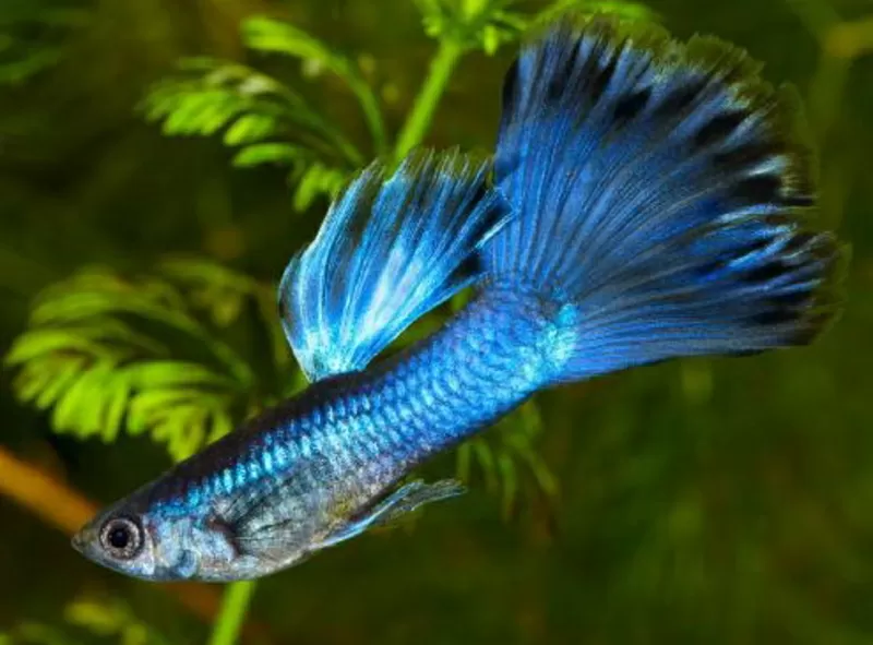 Гуппи Московская синяя,  аквариумные рыбки,  чистая линия