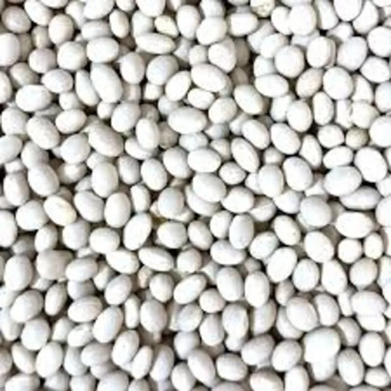 Продаж насіння квасолі. Посівний матеріал квасолі.