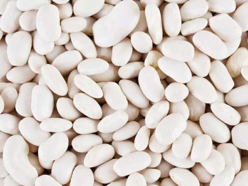 Продаж високоякісної квасолі відбірних сортів