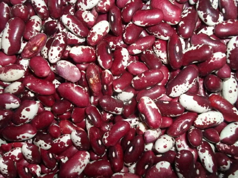  Квасоля оптом з доставкою по Україні від виробника